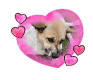 590292468