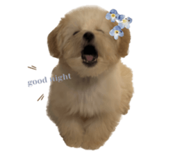 590325006