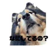 590673020