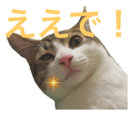 590684699