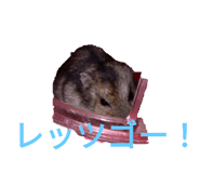 590717562
