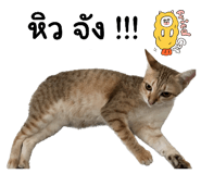 590775012
