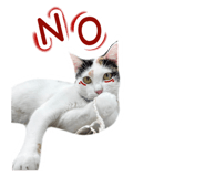 590803076
