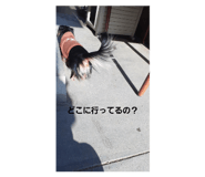 590808911