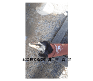 590808917