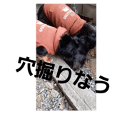 590808926