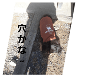 590808930