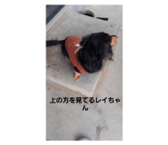 590808933