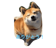 590888196