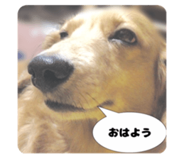591051247