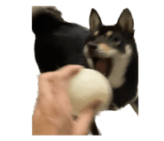 591200795