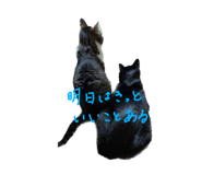 591217408