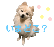 591217681