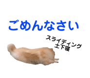 591217687