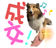 591240826