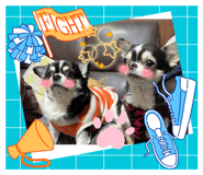 591337929