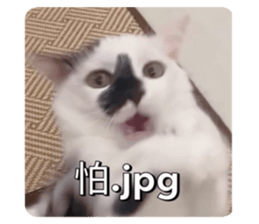 591362008