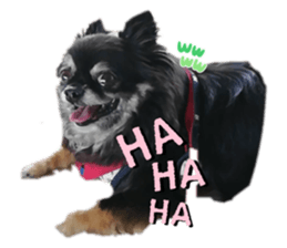 591446142