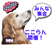 591456736