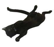 591470215