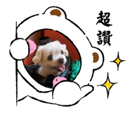 592007085
