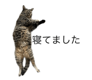 592481519