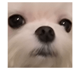 592488239