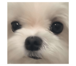 592488243