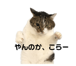 592761805