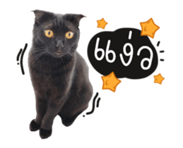 592772166