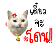 592774457