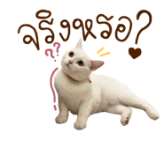 592774466