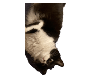 592862993