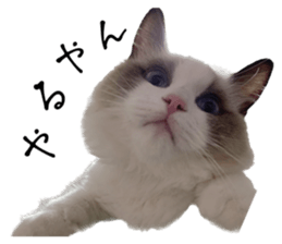 592873739