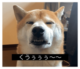 592896331