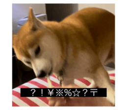 592896333