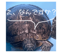 592977482