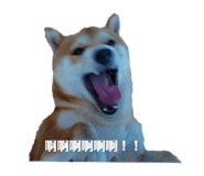 593011797