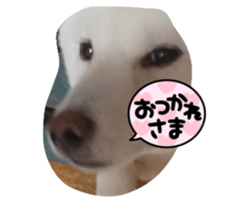 593060050
