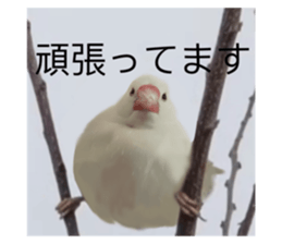 593181163
