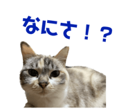 593274492