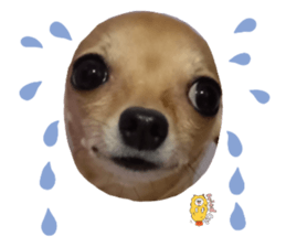 593318971