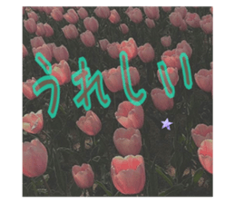 593331297