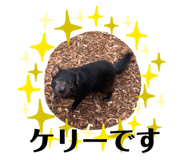 593337009