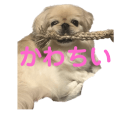 593433667