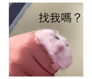 593669984