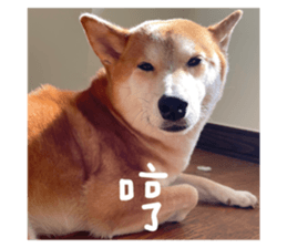593685520