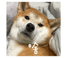 593685528