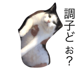 593687132