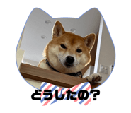593970769